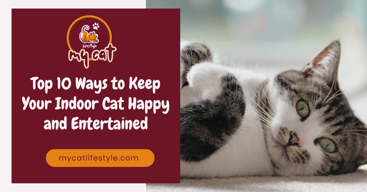 Top 10 Ways to Keep Your Indoor Cat Happy and Entertained Stress Reduction Techniques