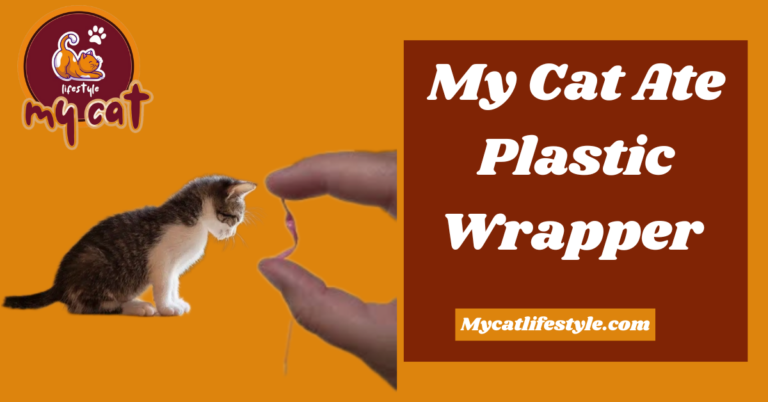 My Cat Ate Plastic Wrapper Immediate Actions and Long-Term Care