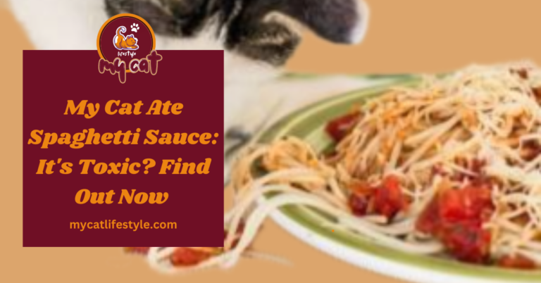 My Cat Ate Spaghetti Sauce Is It Toxic Find Out Now