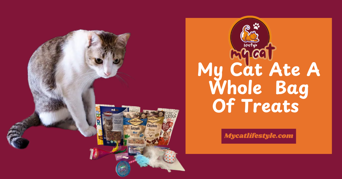 My Cat Ate a Whole Bag of Treats Prevention and Care Tips